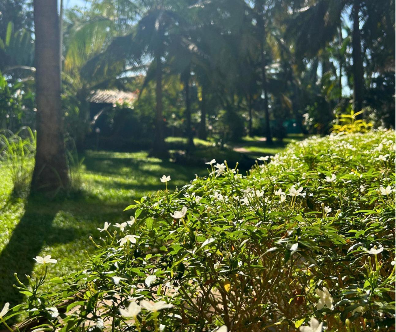 Jungle Hut-Annabelle'S Beach Apartments At Bernard Simao,Calangute,Goa Candolim Ngoại thất bức ảnh