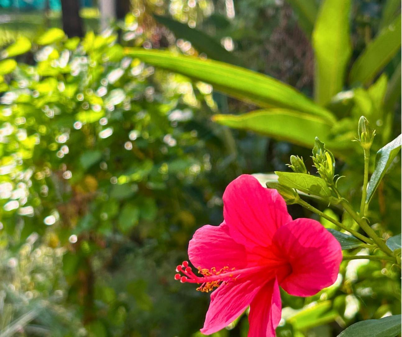 Jungle Hut-Annabelle'S Beach Apartments At Bernard Simao,Calangute,Goa Candolim Ngoại thất bức ảnh